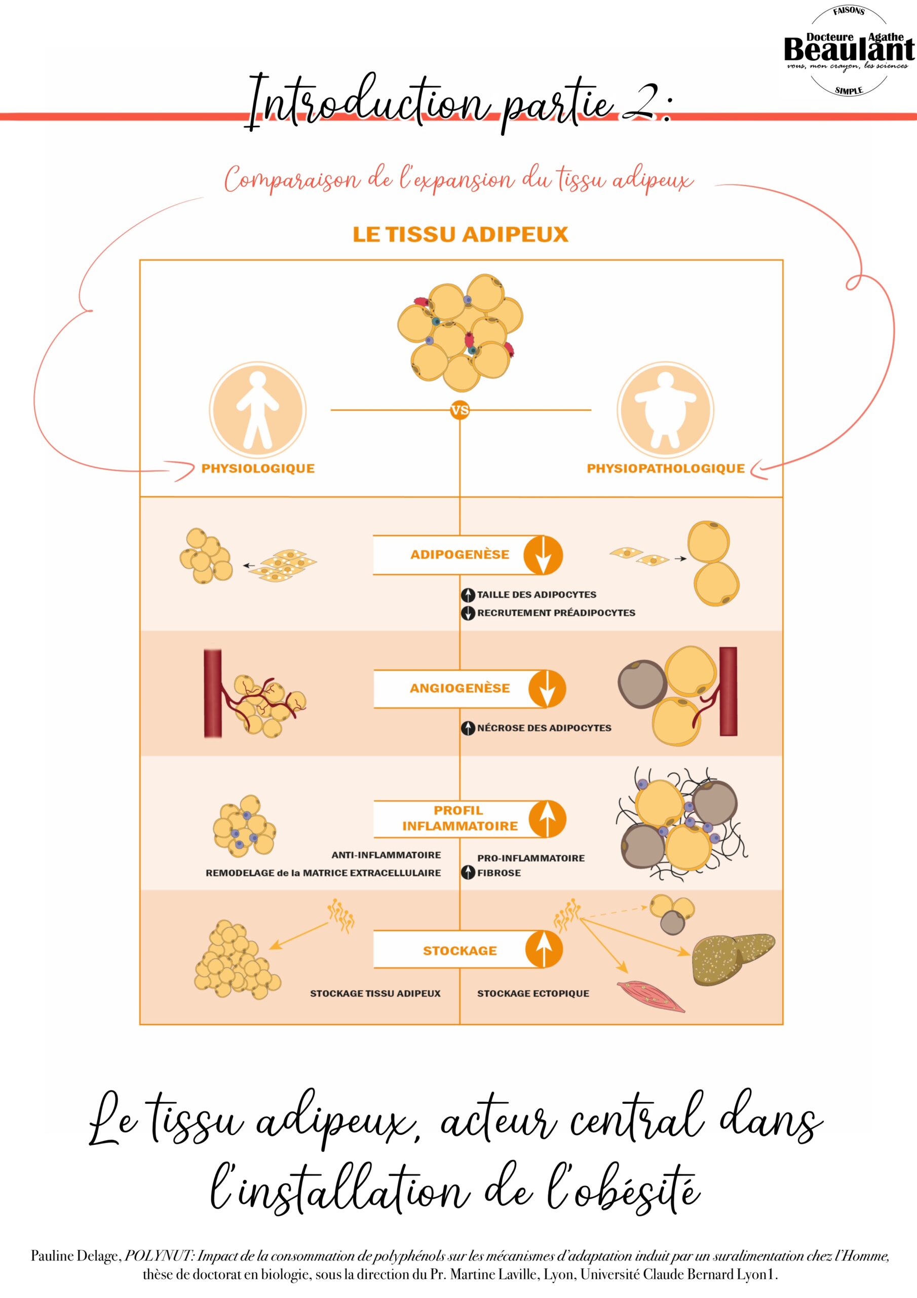 Introduction partie 2 : Le tissu adipeux