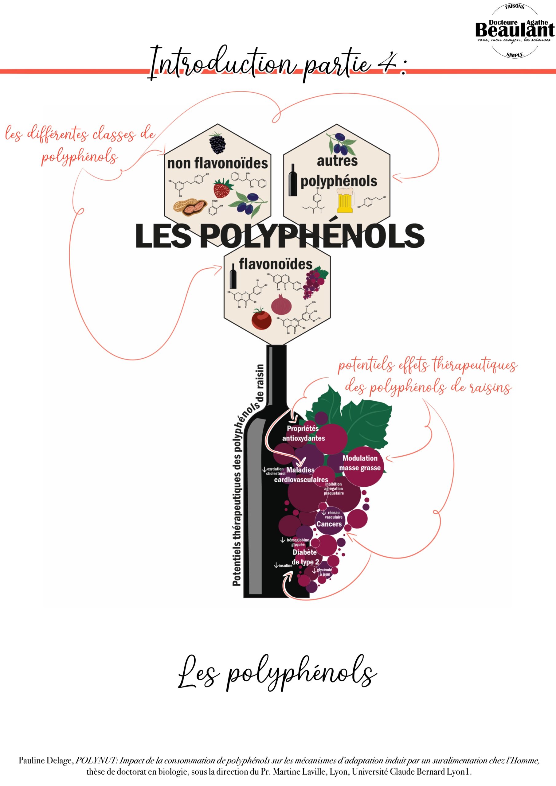 Introduction partie 4 : Les polyphénols