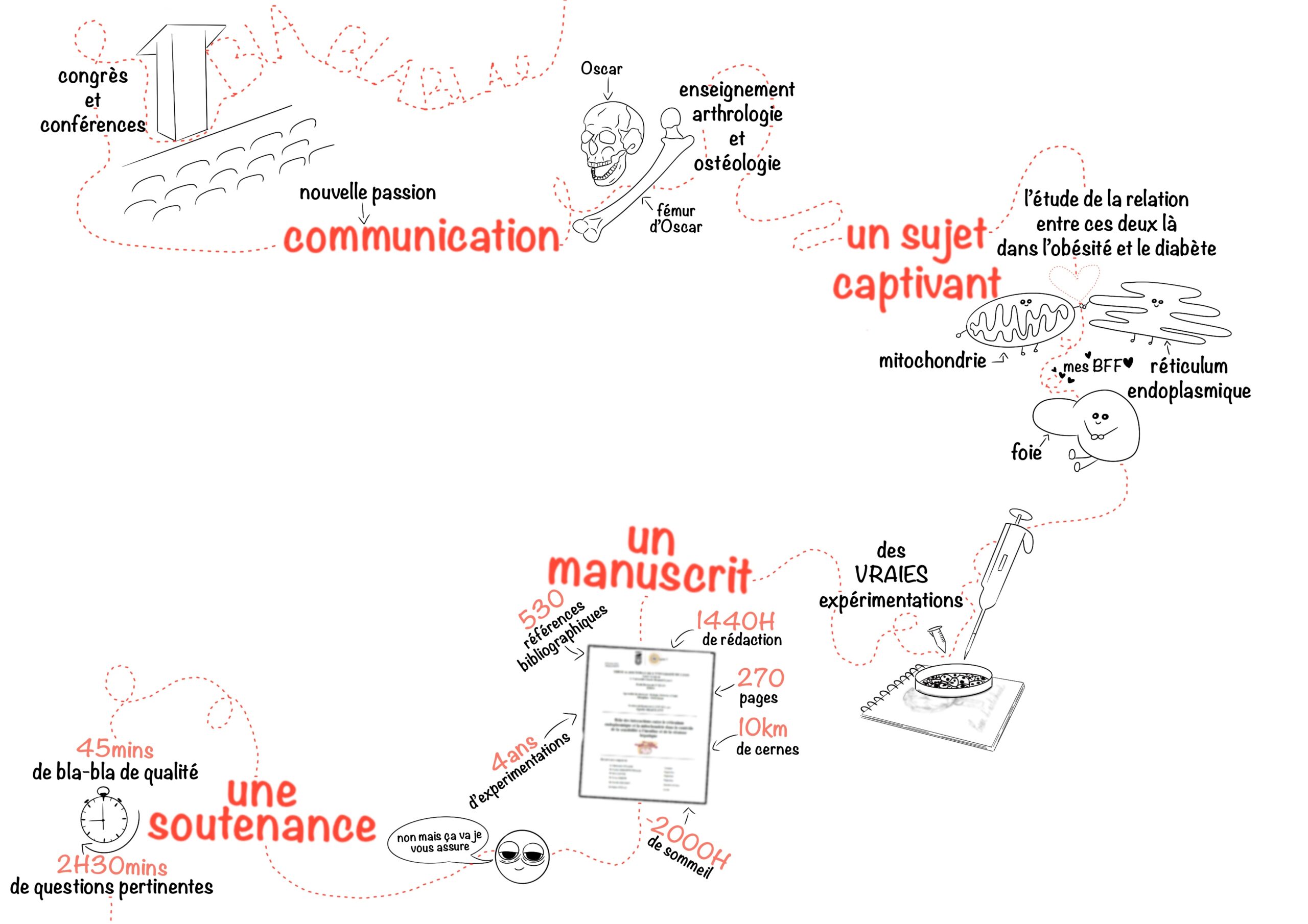 vulgarisation et illustration scientifique bande dessinée d'un projet de physiologie, métabolisme nutrition, mitochondria associated membranes MAMs Obésité foie Docteure Agathe Beaulant