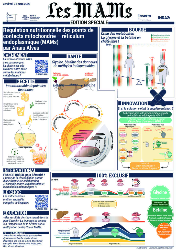 vulgarisation et illustration scientifique infographie d'un projet de physiologie, métabolisme nutrition, mitochondria associated membranes MAMs Obésité foie Docteure Agathe Beaulant Anaïs Alves