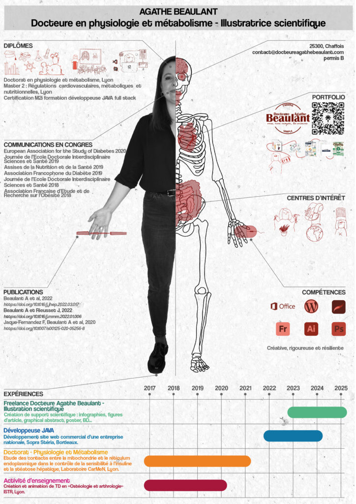 Docteure Agathe Beaulant illustration vulgarisation scientifique PhD physiologie métabolisme mitochondria associated membranes mitochondrie réticulum endoplasmique