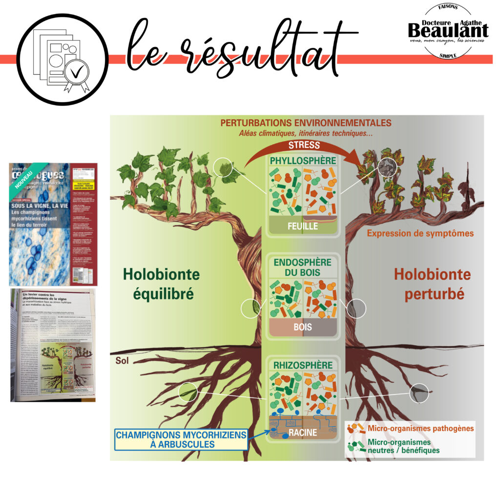 Vulgarisation scientifique sous forme d'infographie poster sur la compréhension de la symbiose mycorhizienne dans la stress de la vigne